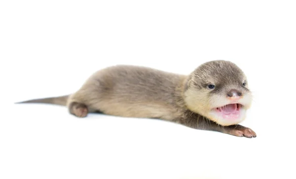 Lontra de bebê isolado — Fotografia de Stock