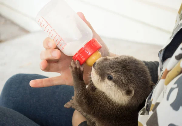 Zookeeper alimentação bebê lontra — Fotografia de Stock