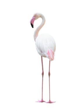 büyük flamingo beyaz arka plan üzerinde izole