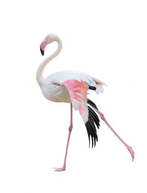 büyük flamingo beyaz arka plan üzerinde izole