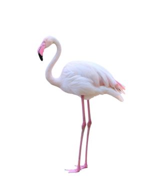 büyük flamingo beyaz arka plan üzerinde izole