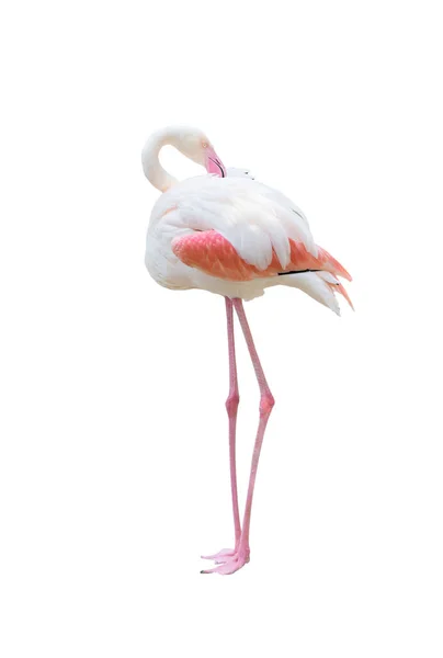 Flamant rose isolé sur fond blanc — Photo