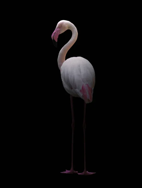 Greater flamingo standing in the dark — Stock Photo, Image