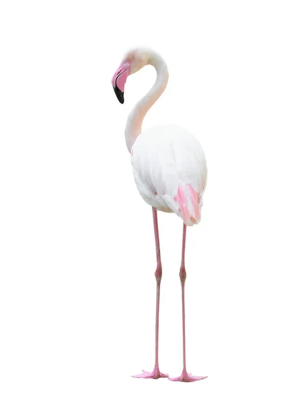 Större flamingo isolerad på vit bakgrund — Stockfoto