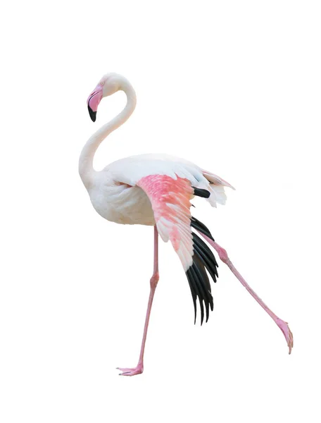 Flamingo maior isolado sobre fundo branco — Fotografia de Stock