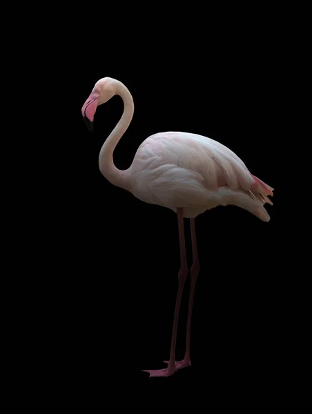 Greater flamingo standing in the dark — Stock Photo, Image