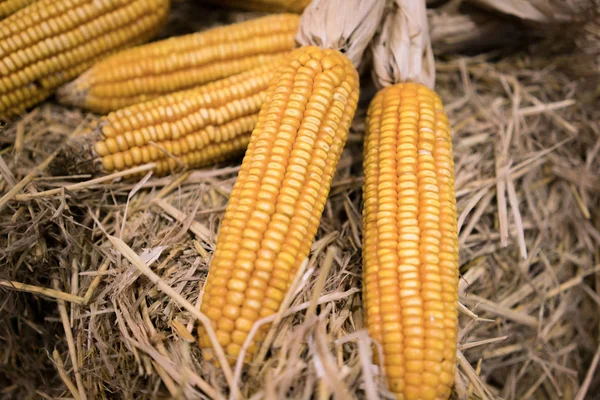 Pannocchia di mais essiccata — Foto Stock