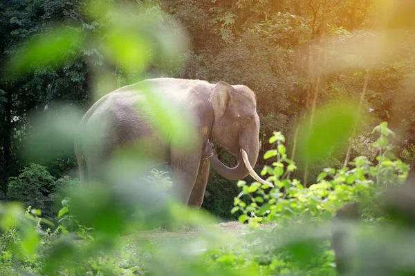 Masculino ásia elefante de pé atrás do arbusto — Fotografia de Stock