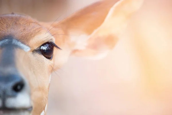 Nyala (Tragelaphus angasii) testa da vicino — Foto Stock