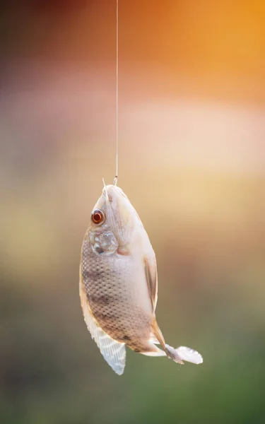 Pez tilapia del Nilo colgando de un gancho — Foto de Stock