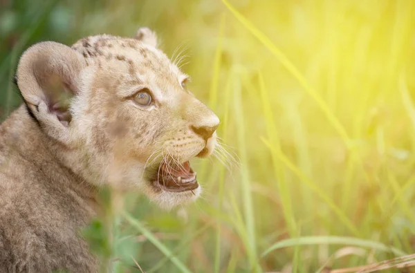 Bebé león disparo en la cabeza entre pastos densos — Foto de Stock