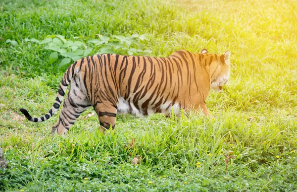 Bengaalse tijger wandelen onder groen gras — Stockfoto