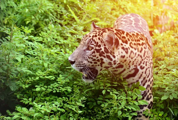 Jaguar ( Panthera onca ) — Foto de Stock