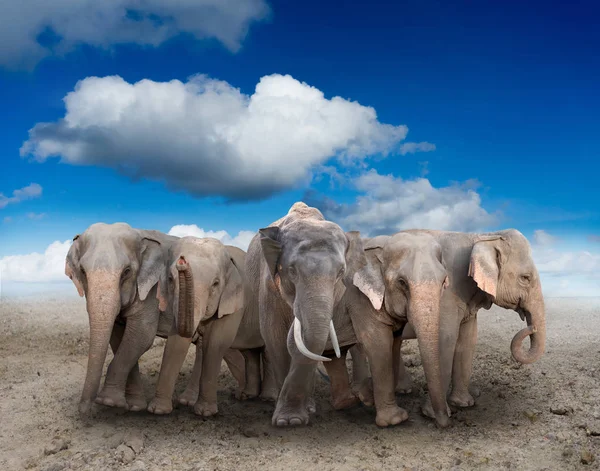 亚洲大象站在地面上 — 图库照片
