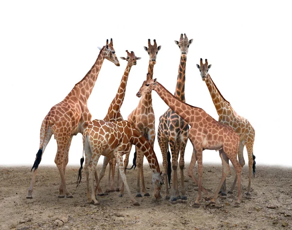 Grupp av giraff stående på marken — Stockfoto