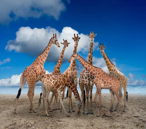 Группа жирафов, стоящих на земле — стоковое фото