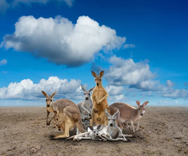 Kangaroo standing on the ground — Stock Photo, Image
