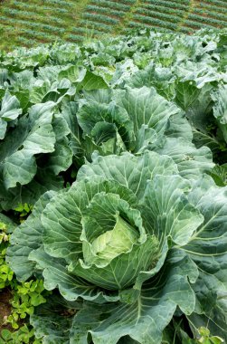 lahana alan Tayland Kuzey kısmında