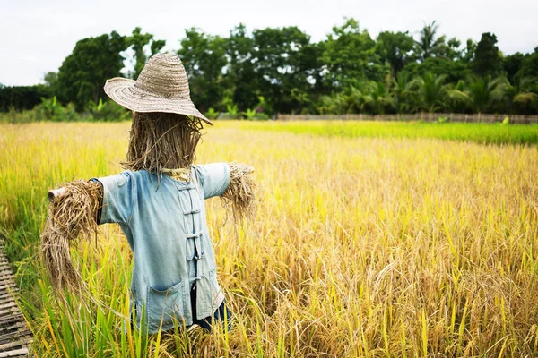Strach na wróble Chochoł pilnuje pola ryżowe — Zdjęcie stockowe