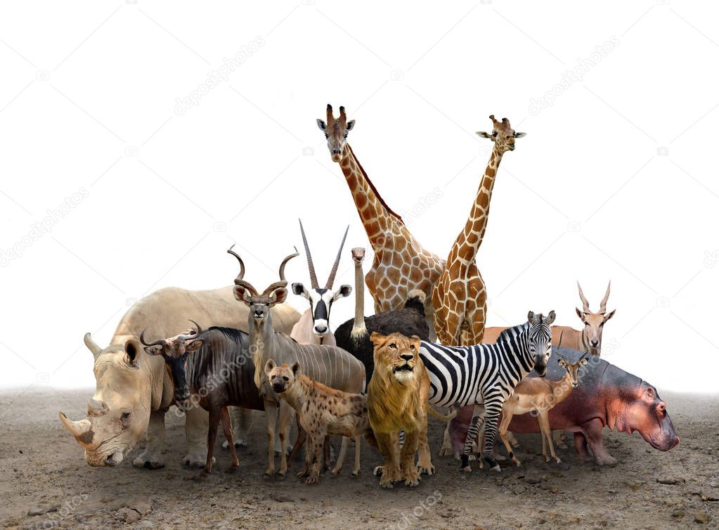 group of africa animals