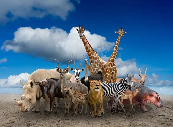 Gruppo di animali dell'Africa — Foto Stock