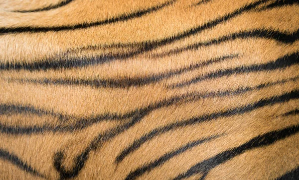 Fondo texturizado de piel de tigre de bengala —  Fotos de Stock