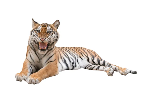 Изолированный женский бенгальский тигр — стоковое фото