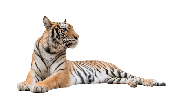 Tigre de bengala fêmea isolado — Fotografia de Stock