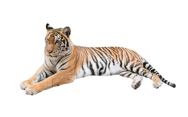 Изолированный женский бенгальский тигр — стоковое фото