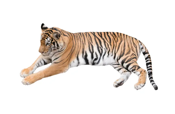 Tigre de bengala hembra aislado — Foto de Stock