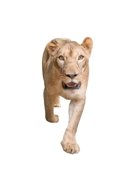 Female lion isolated — Stock Photo, Image