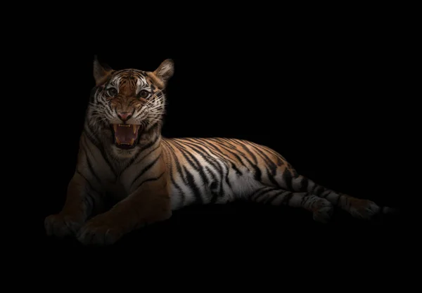 Female bengal tiger in the dark — Stock Photo, Image