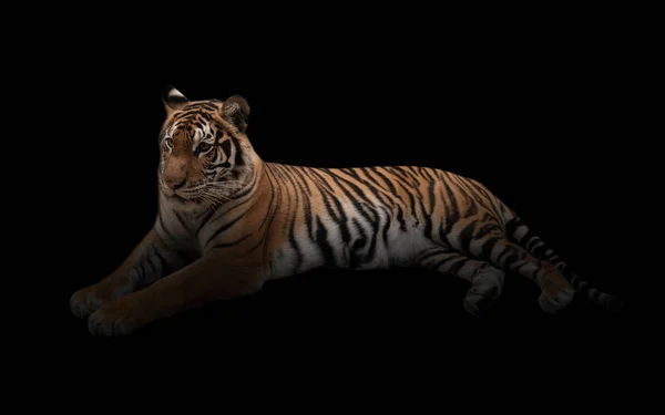 Female bengal tiger in the dark — Stock Photo, Image