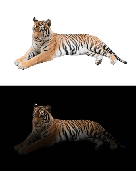 Bengálský tygr v tmavé a bílé pozadí — Stock fotografie
