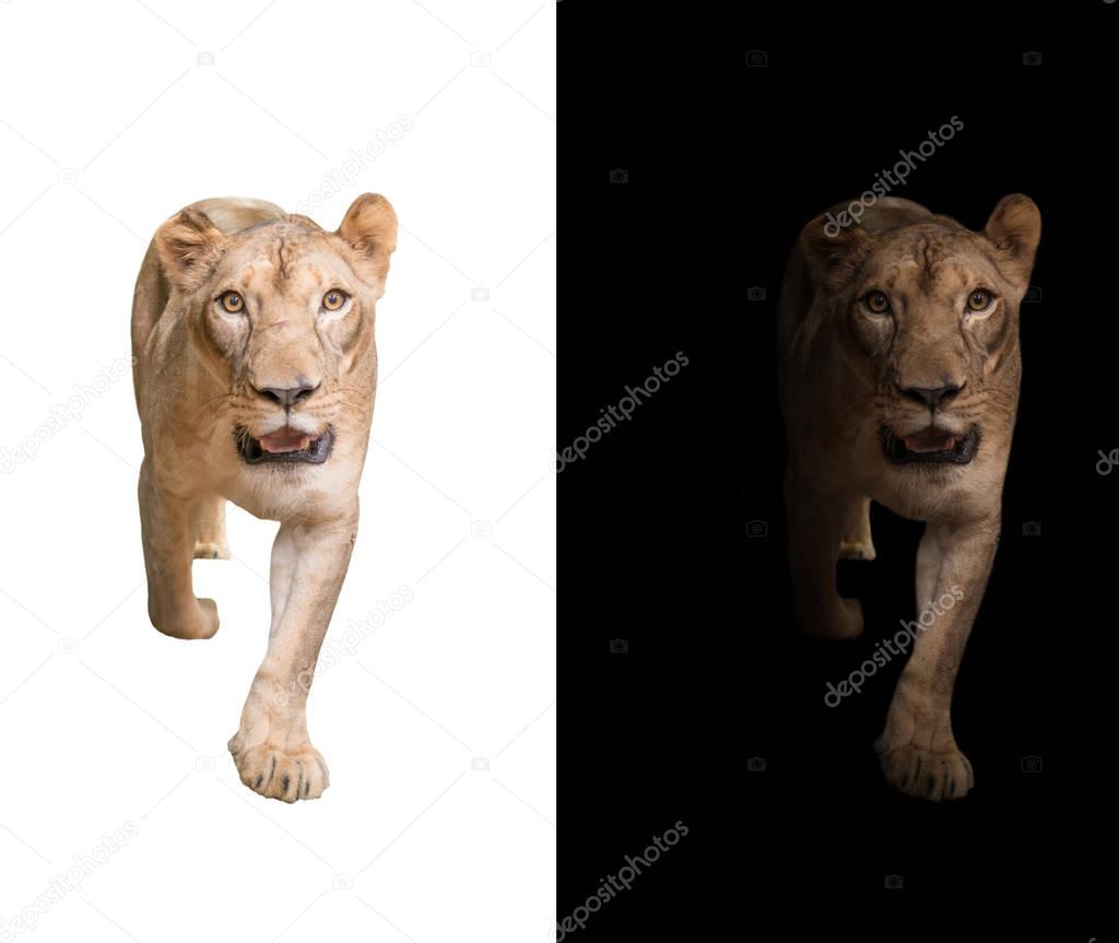 lion in the dark and white background