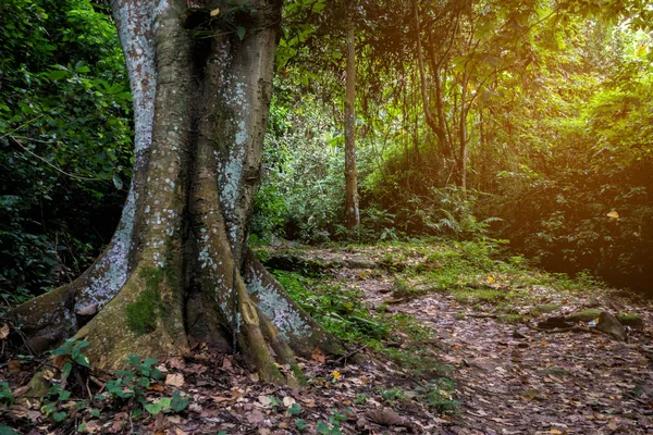 Krásná příroda deštný prales — Stock fotografie