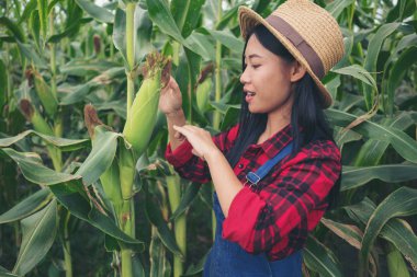 Mısır alanında mutlu çiftçi