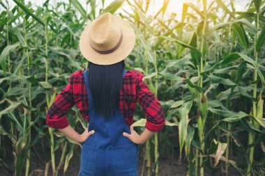 Mısır alanında mutlu çiftçi