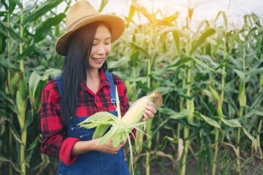 Mısır alanında mutlu çiftçi