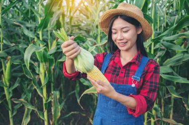 Mısır alanında mutlu çiftçi