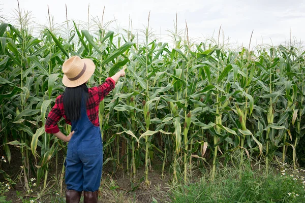 Happy farmer in the corn field — Stock Photo, Image