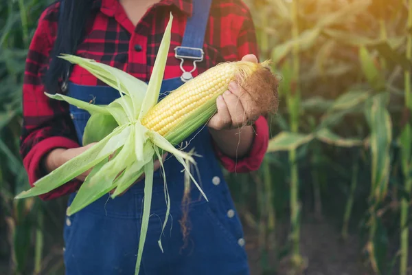 Cieszy rolnika w polu kukurydzy — Zdjęcie stockowe