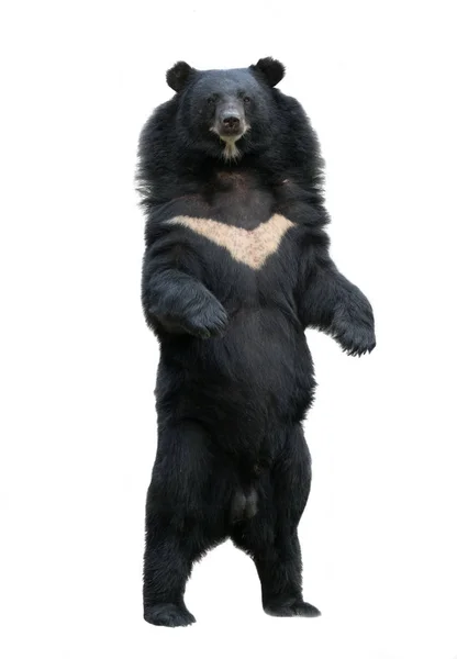 Urso negro asiático isolado no fundo branco — Fotografia de Stock