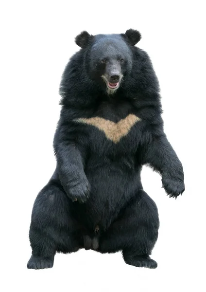 Азіатський чорний ведмідь ізольований на білому тлі — стокове фото