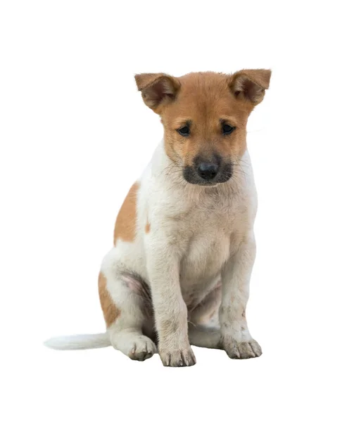 Doméstico tailandês cão isolado — Fotografia de Stock