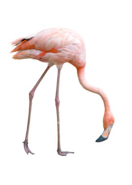 Flamingo kuşu izole