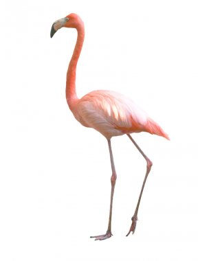 Flamingo kuşu izole