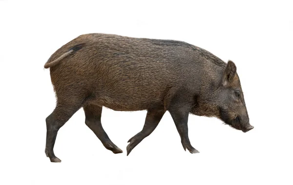 Asian wild boar isolated — Stock Photo, Image