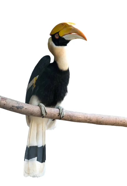 Grande hornbill isolado no fundo branco — Fotografia de Stock