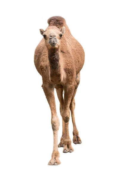 Αραβική καμήλα που απομονώνονται σε λευκό φόντο — Φωτογραφία Αρχείου